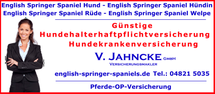 English-Springer-Spaniel